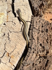 Thamnophis elegans elegans