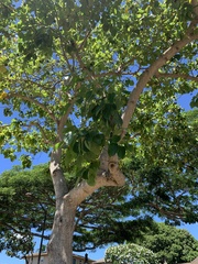 Cordia subcordata