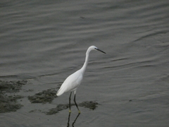 Egretta garzetta