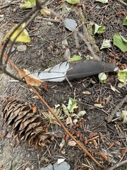 Coccothraustes vespertinus