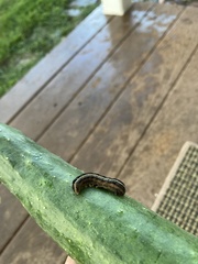 Spodoptera ornithogalli