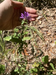 Symphyotrichum pratense