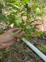 Dichanthelium ravenelii