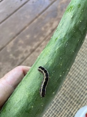 Spodoptera ornithogalli