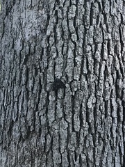 Catocala lacrymosa