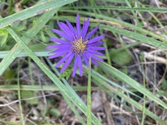 Symphyotrichum pratense