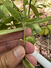 Dichanthelium ravenelii