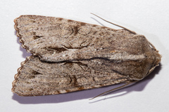 Ichneutica ustistriga