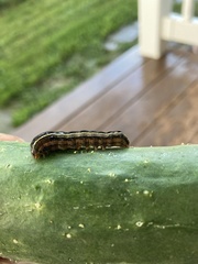 Spodoptera ornithogalli