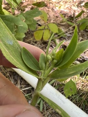 Dichanthelium ravenelii