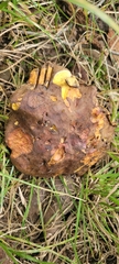 Neoboletus luridiformis