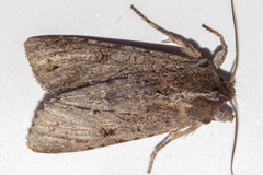 Ichneutica ustistriga