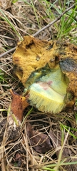 Neoboletus luridiformis