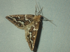 Caripeta divisata