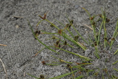 Cyperus pannonicus