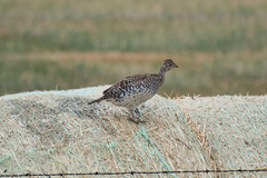 Tympanuchus phasianellus