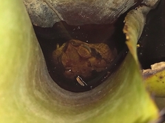 Rhinella
