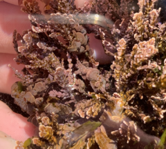 Clathromorphum parcum