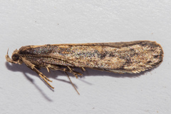 Atomotricha lewisi