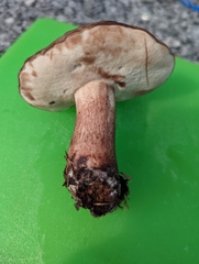 Tylopilus variobrunneus