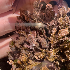 Clathromorphum parcum