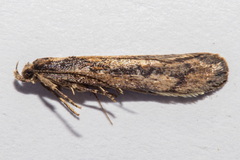 Atomotricha lewisi
