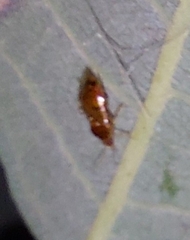 Heteroptera