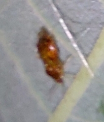 Heteroptera