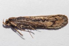 Atomotricha lewisi