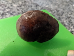 Tylopilus variobrunneus