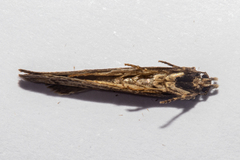 Atomotricha lewisi