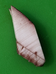 Tylopilus variobrunneus