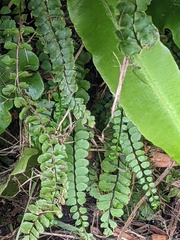 Asplenium trichomanes