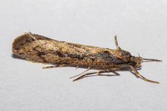 Atomotricha lewisi