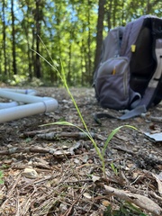 Digitaria violascens