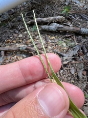 Digitaria violascens