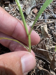 Digitaria violascens