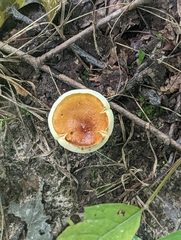 Gyroporus castaneus