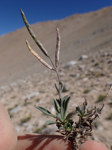 Pinzl's rockcress (Boechera pinzliae)