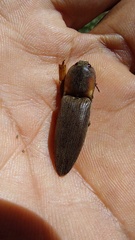 Chalcolepidius