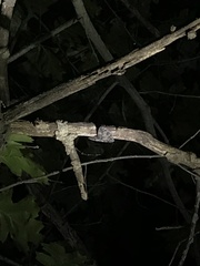Catocala lacrymosa