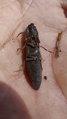 Chalcolepidius
