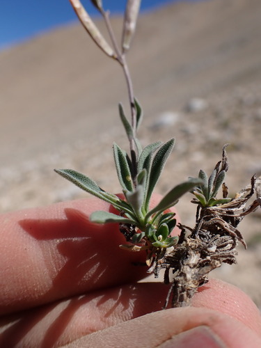 Image of Pinzl's Rockcress (Boechera pinzliae) by (c) Martin Purdy, some rights reserved (CC BY)