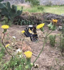 Catasticta teutila