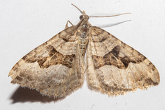 Xanthorhoe semifissata