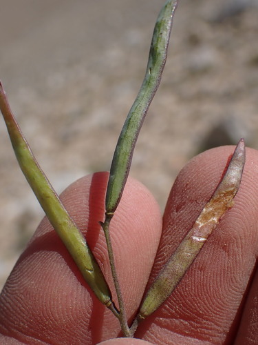Image of Pinzl's Rockcress (Boechera pinzliae) by (c) Martin Purdy, some rights reserved (CC BY)