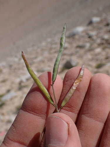 Image of Pinzl's Rockcress (Boechera pinzliae) by (c) Martin Purdy, some rights reserved (CC BY)