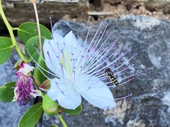 Meliscaeva auricollis