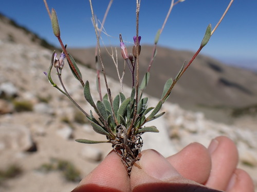 Image of Boechera pinzliae by (c) Martin Purdy, some rights reserved (CC BY)
