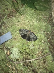 Catocala lacrymosa